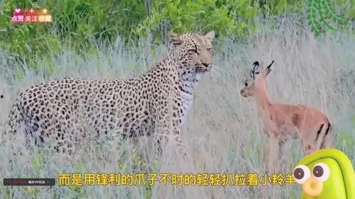 动物物视频,捕捉自然之美