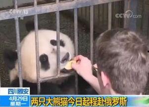男生丁丁长什么样视频,揭秘视频中的帅气男生