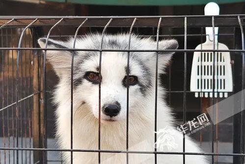 小狐狸短视频,萌动瞬间，治愈心灵