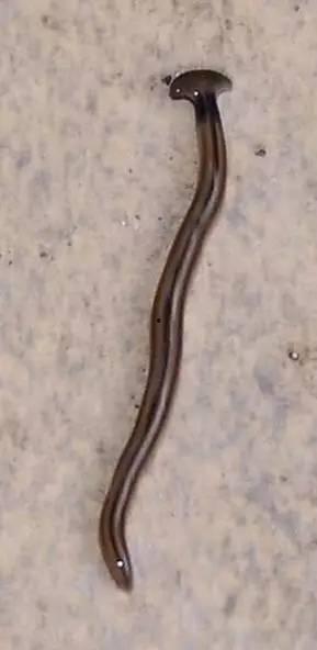 蚯蚓视频,视频揭示其奇妙生活与生态价值